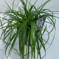 ohgreen Vaste Planten|Ecocheques|Carex oshimensis Evergreen ( Zegge )