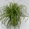 ohgreen Vaste Planten|Ecocheques|Carex oshimensis Eversheen ( Zegge )