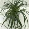 ohgreen Vaste Planten|Ecocheques|Carex ribbon falls