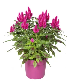 ohgreen Voorjaar|Ecocheques|Celosia deep purple p19 h40