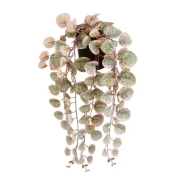 ohgreen Sfeermakers|Ceropegia woodii hangend in pot - l46xb12xh10cm