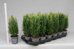 ohgreen Struiken|Ecocheques|Chamaecyparis lawsoniana Snow White