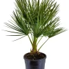ohgreen Mediterrane Planten|Ecocheques|Chamerops humulis p22