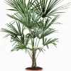 ohgreen Mediterrane Planten|Ecocheques|Chinese waaierpalm p22