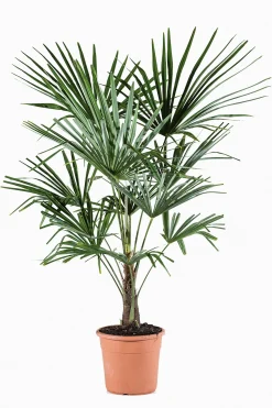 ohgreen Mediterrane Planten|Ecocheques|Chinese waaierpalm p22