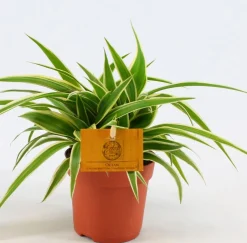 ohgreen Groene Planten|Ecocheques|Chlorophytum Comosum Ocean