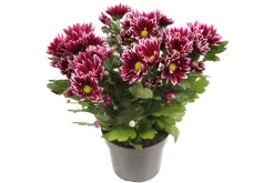 ohgreen Najaar|Ecocheques|Chrysant Ciao