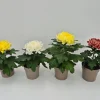 ohgreen Najaar|Ecocheques|Chrysanthemum uniflor