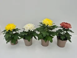 ohgreen Najaar|Ecocheques|Chrysanthemum uniflor