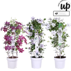 ohgreen Ecocheques|Klimplanten|Clematis Double Up blauw-wit p23