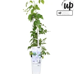 ohgreen Klimplanten|Ecocheques|Clematis evision Bernadine
