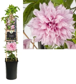 ohgreen Klimplanten|Ecocheques|Clematis multi Pink ( bosrank )