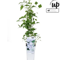 ohgreen Ecocheques|Klimplanten|Clematis Tranquilite