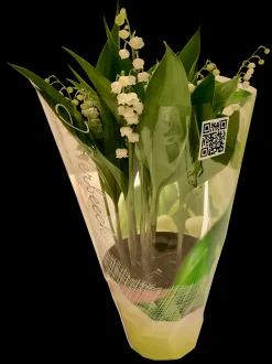 ohgreen Voorjaar|Ecocheques|Convallaria majalis of meiklokjes p13