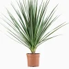 ohgreen Mediterrane Planten|Ecocheques|Cordyline p29