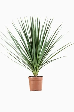 ohgreen Mediterrane Planten|Ecocheques|Cordyline p29