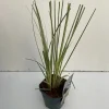 ohgreen Vaste Planten|Ecocheques|Cortaderia selloana Mini Silver Pampas ( Dwergpampasgras )