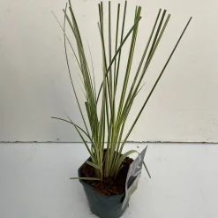 ohgreen Vaste Planten|Ecocheques|Cortaderia selloana Mini Silver Pampas ( Dwergpampasgras )