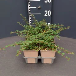 ohgreen Vaste Planten|Ecocheques|Cotoneaster queen carpet 6pack