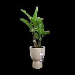 ohgreen Potten En Vazen|Ecocheques|COUPE 35CM BALANCED BEIGE