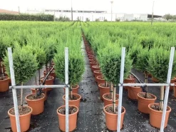 ohgreen Vaste Planten|Ecocheques|Cupressocyparis sempervirens Pyramidalis ( Italiaanse cipres )