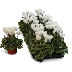 ohgreen Najaar|Ecocheques|Cyclamen silverado