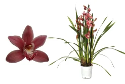 ohgreen Ecocheques|Bloeiende Planten|Cymbidium allison shaw p12 h50
