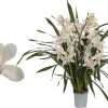 ohgreen Ecocheques|Bloeiende Planten|Cymbidium lucky kate p12 h50
