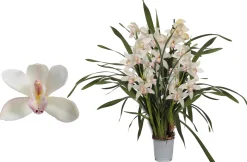 ohgreen Ecocheques|Bloeiende Planten|Cymbidium lucky kate p12 h50