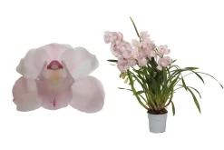 ohgreen Ecocheques|Bloeiende Planten|Cymbidium pink bell p12 h65