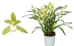 ohgreen Ecocheques|Bloeiende Planten|Cymbidium wild mint p12 h50