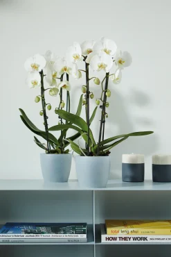 ohgreen Ecocheques|Potten En Vazen|Diamond orchidee 12,5cm
