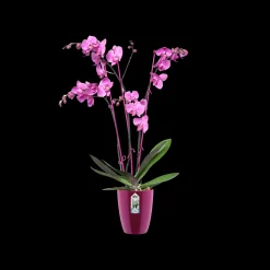 ohgreen Kunststof|Ecocheques|Diamond orchidee hoog 12,5cm
