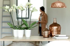ohgreen Kunststof|Ecocheques|Diamond orchidee hoog 12,5cm