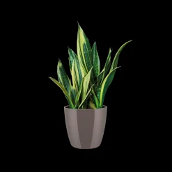 ohgreen Ecocheques|Potten En Vazen|Diamond rond 16cm