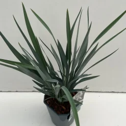 ohgreen Vaste Planten|Ecocheques|Dianella revoluta Blue Stream ( Tasmaanse Vlaslelie )