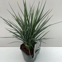 ohgreen Vaste Planten|Ecocheques|Dianelle of blauw zwenkgras "coolvista" p17