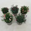ohgreen Voorjaar|Ecocheques|Dianthus diantica mix