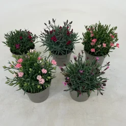 ohgreen Voorjaar|Ecocheques|Dianthus diantica mix