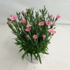 ohgreen Voorjaar|Ecocheques|Dianthus peach