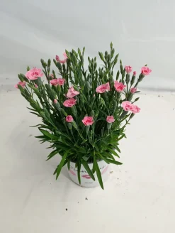 ohgreen Voorjaar|Ecocheques|Dianthus peach