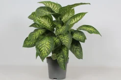 ohgreen Groene Planten|Ecocheques|Dieffenbachia seguine 'Reeva'