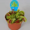 ohgreen Groene Planten|Ecocheques|Dionaea muscipula p12 h10
