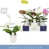 ohgreen Ecocheques|Bloeiende Planten|Dioro mix 2s in molise white