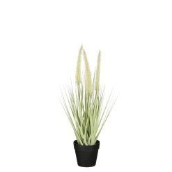 ohgreen Sfeermakers|Dogtail in pot groen - h40xd15cm