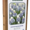 ohgreen Ecocheques|Bloembollen|Doos 'everbloom' met 25 bloembollen muscari mountain lady