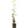 ohgreen Fruitbomen|Ecocheques|Druivenplant vitis vinifera muscat 150 cm