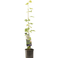 ohgreen Fruitbomen|Ecocheques|Druivenplant vitis vinifera muscat 150 cm