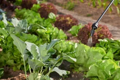 ohgreen Bewatering|Ecocheques|Druksproeier Hobby Star 5