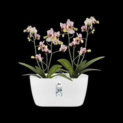 ohgreen Ecocheques|Potten En Vazen|Duo orchidee 25cm